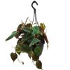 Philodendron Scandens Hängepflanze
