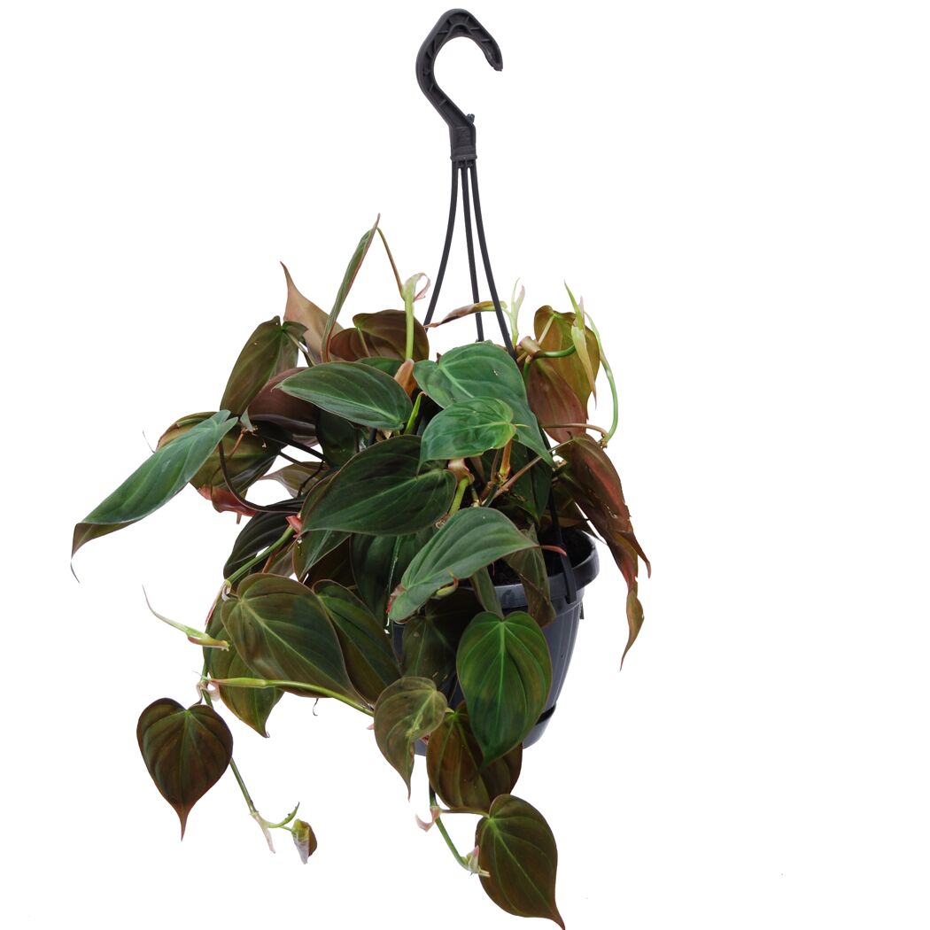 Philodendron Scandens Hängepflanze