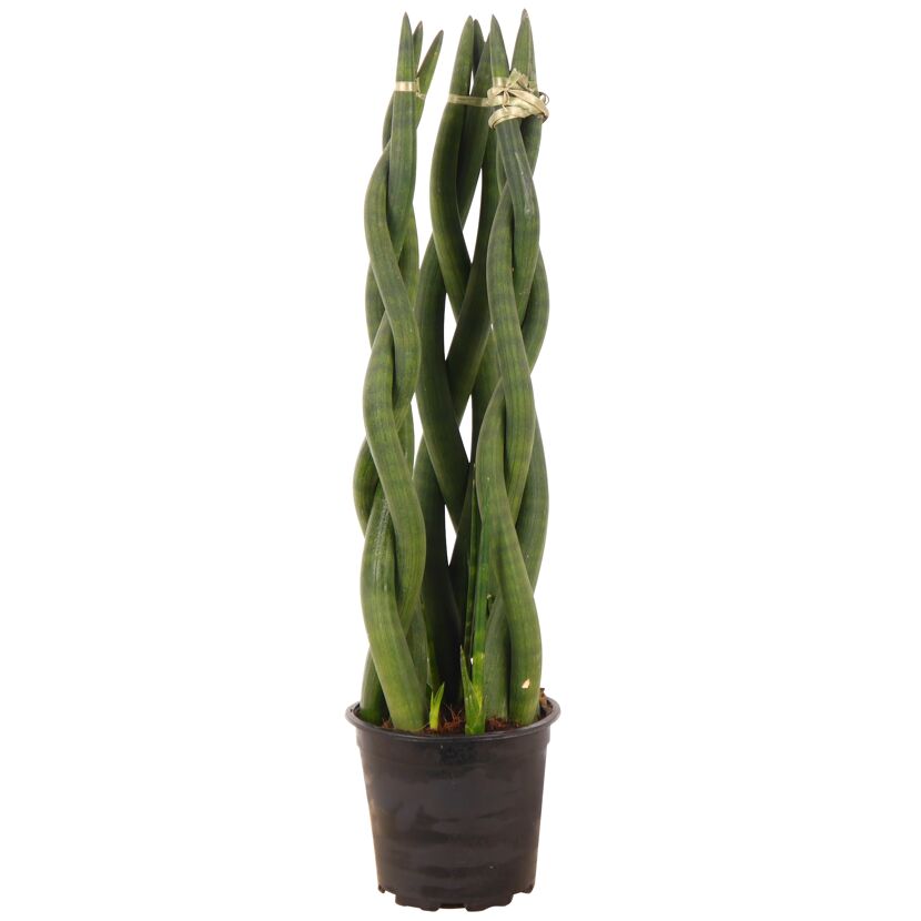 Bogenhanf gedreht 17 cm Topf