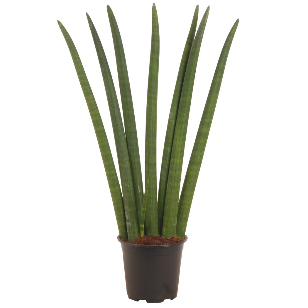 Bogenhanf 'Fan' 17 cm Topf