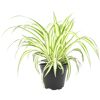 Tierfutterpflanze Grünlilie 'Variegatum' 12 cm Topf