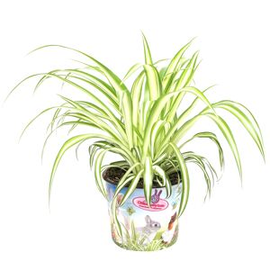 Tierfutterpflanze Grünlilie 'Variegatum' 12 cm Topf