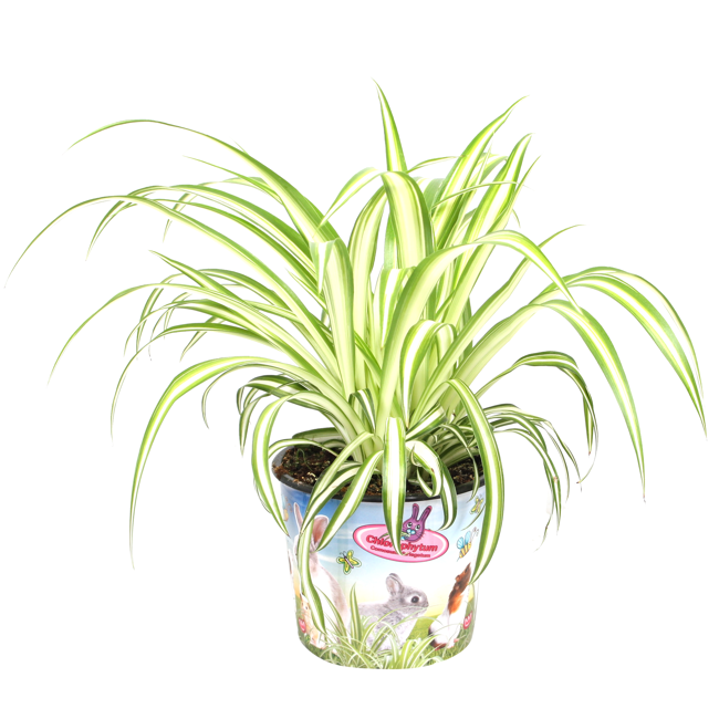Bild von Tierfutterpflanze Grünlilie 'Variegatum' 12 cm Topf