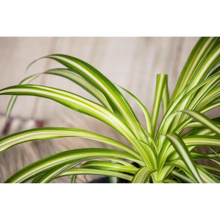 3. Bild von Tierfutterpflanze Grünlilie 'Variegatum' 12 cm Topf