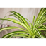 Verkleinertes Bild von Tierfutterpflanze Grünlilie 'Variegatum' 12 cm Topf