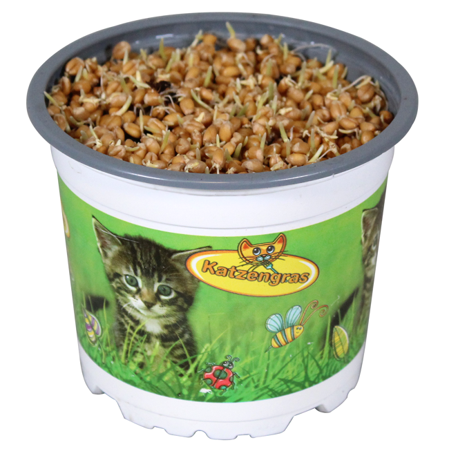 Bild von Tierfutterpflanze Softgras 12 cm Topf