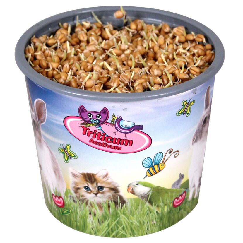 Weizenkeimfutter Triticum Aestivum