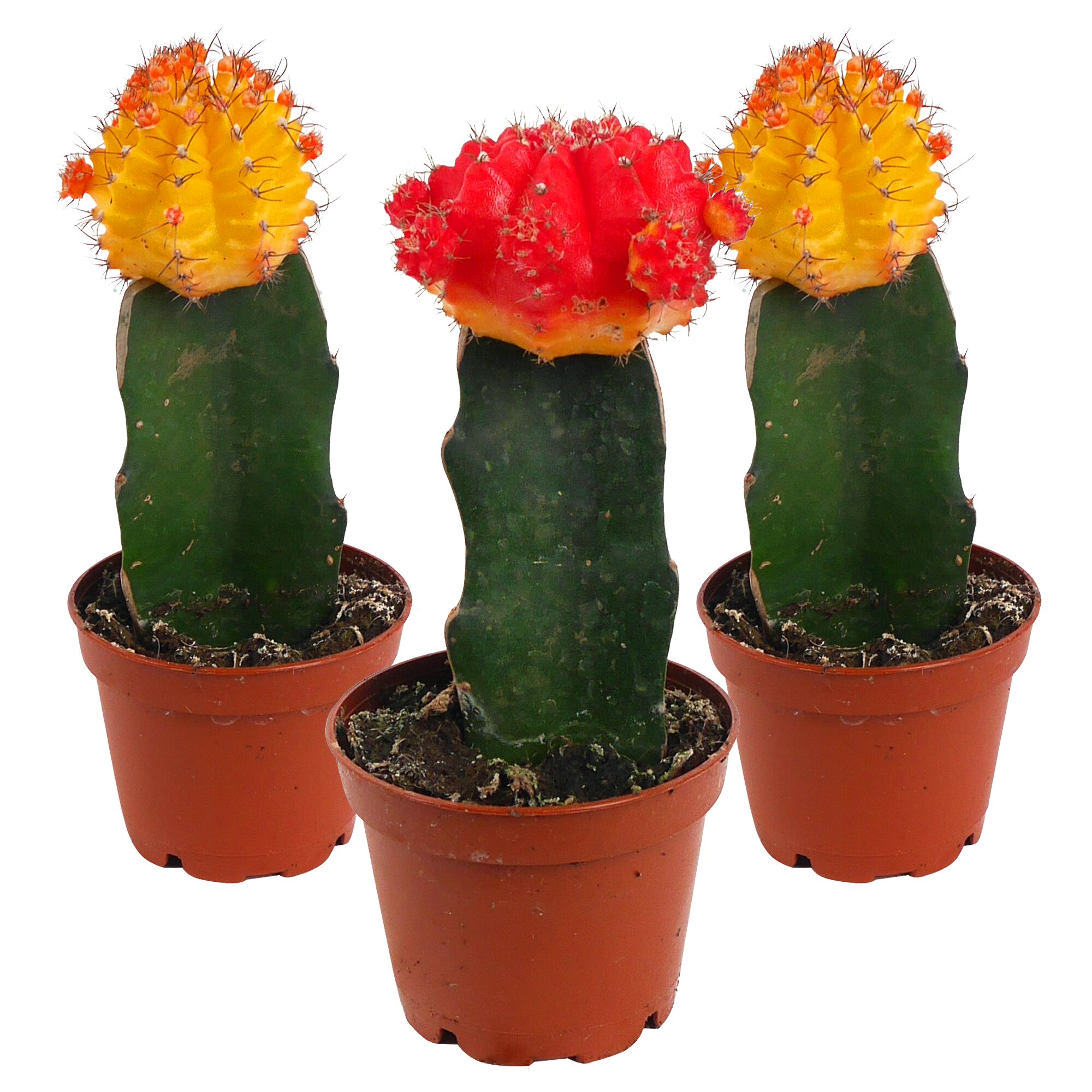 Drei bunte Kakteen in Töpfen.
