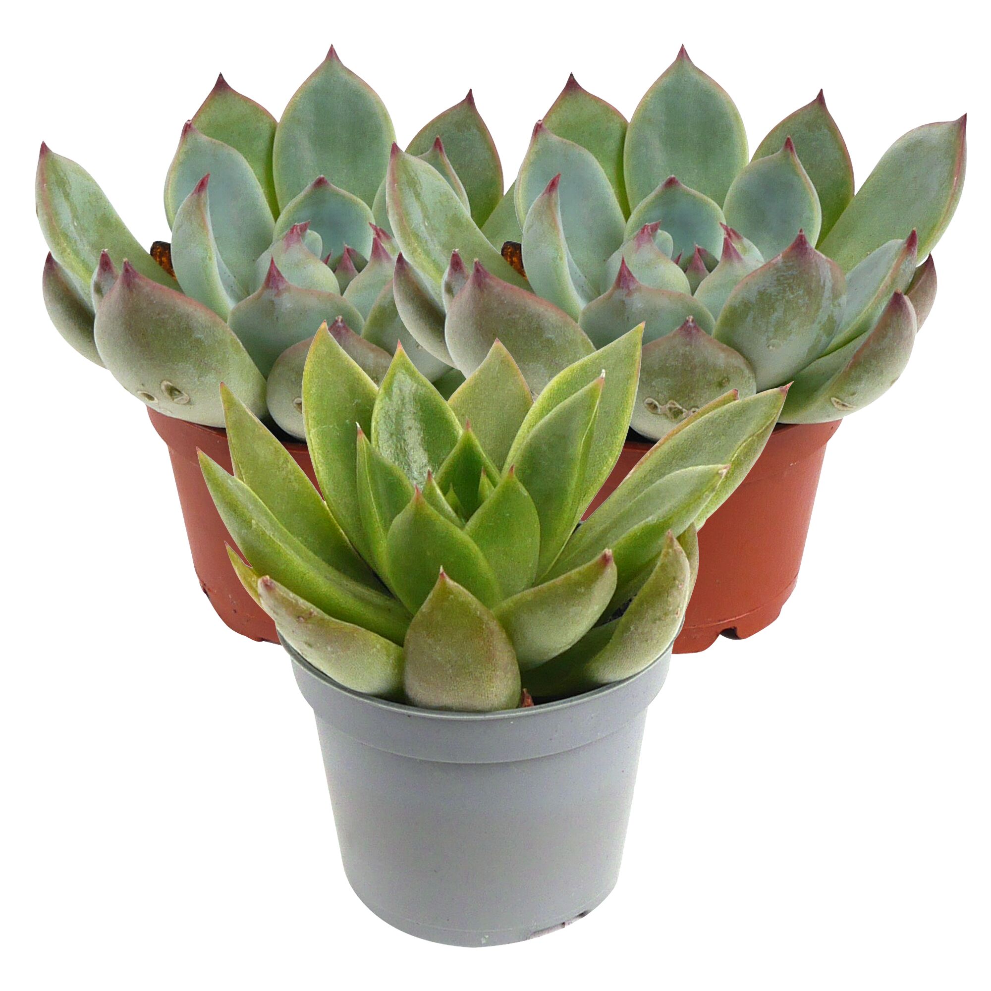 Drei Sukkulenten in Töpfen