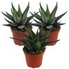 Drei Haworthia in braunen Töpfen