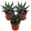 Drei Haworthia in braunen Töpfen