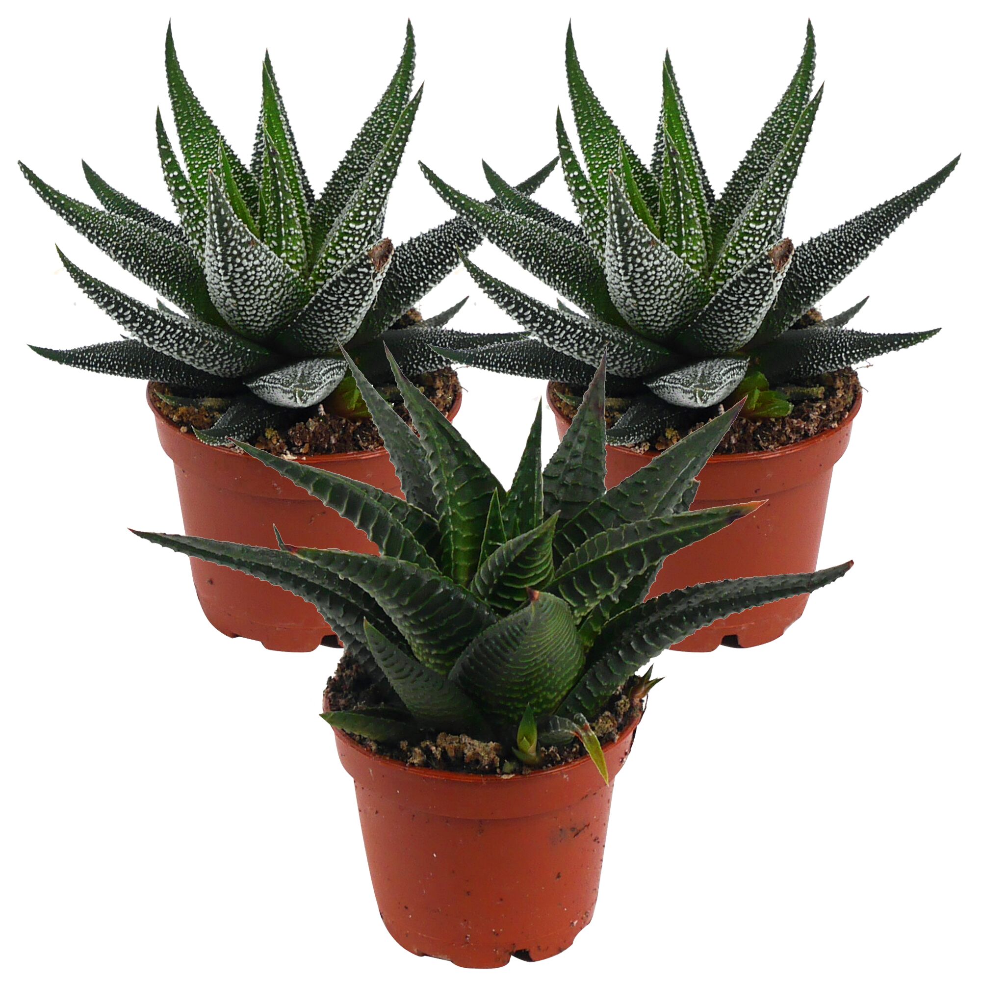 Drei Haworthia in braunen Töpfen