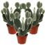 Drei Opuntia-Kakteen in braunen Töpfen