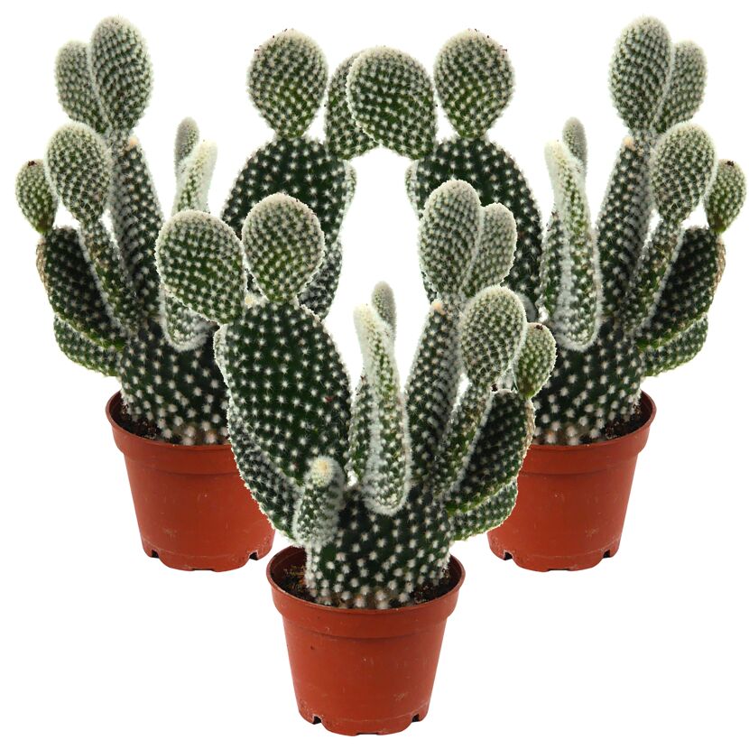 Drei Opuntia-Kakteen in braunen Töpfen