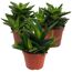 Drei Aloe Vera Pflanzen in Töpfen