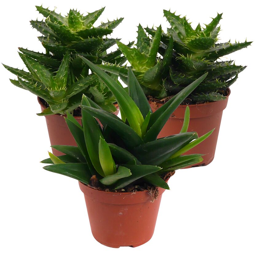 Drei Aloe Vera Pflanzen in Töpfen
