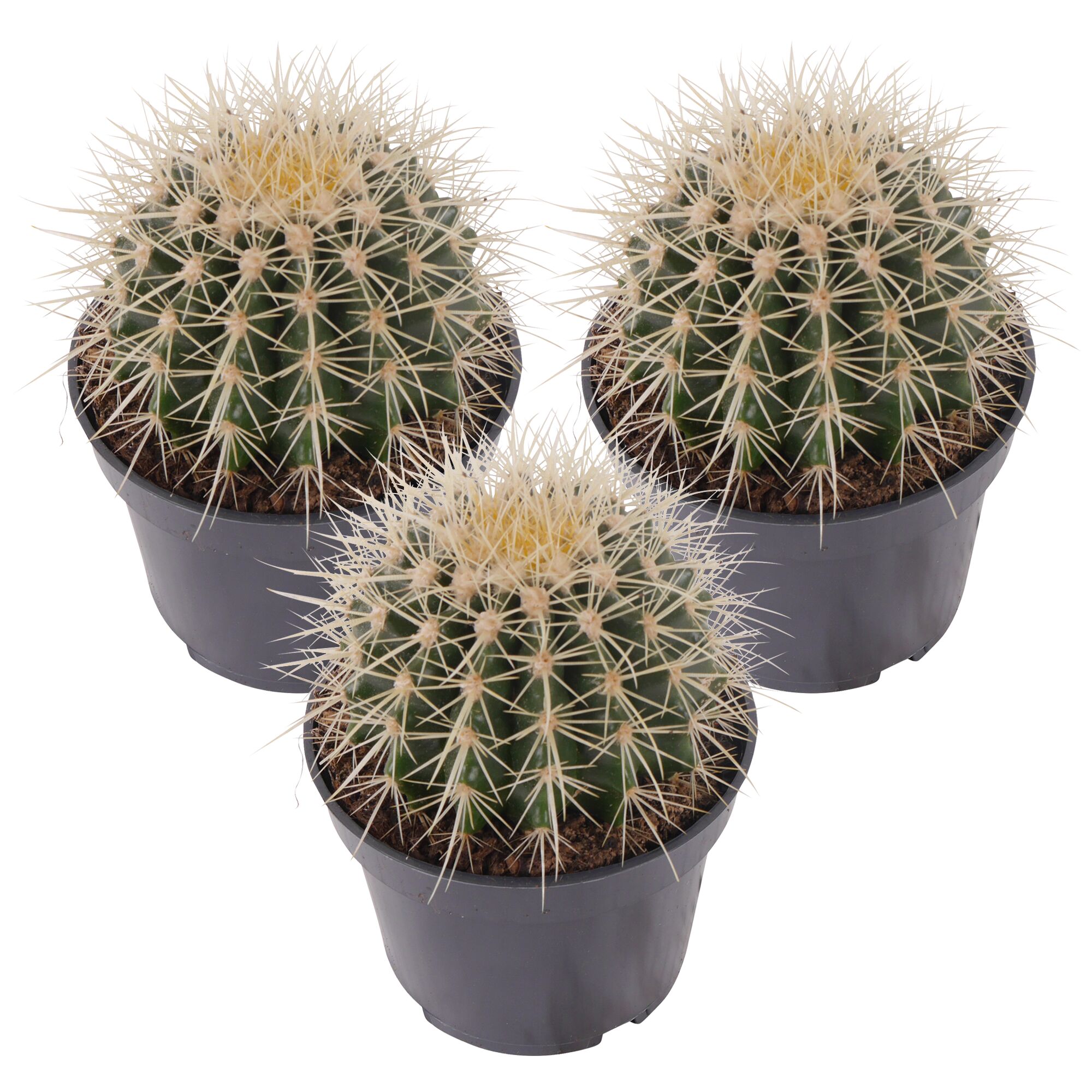 Drei Echinocactus grusonii in schwarzen Töpfen