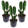 Drei Cereus Peruvianus Kakteen in schwarzen Töpfen