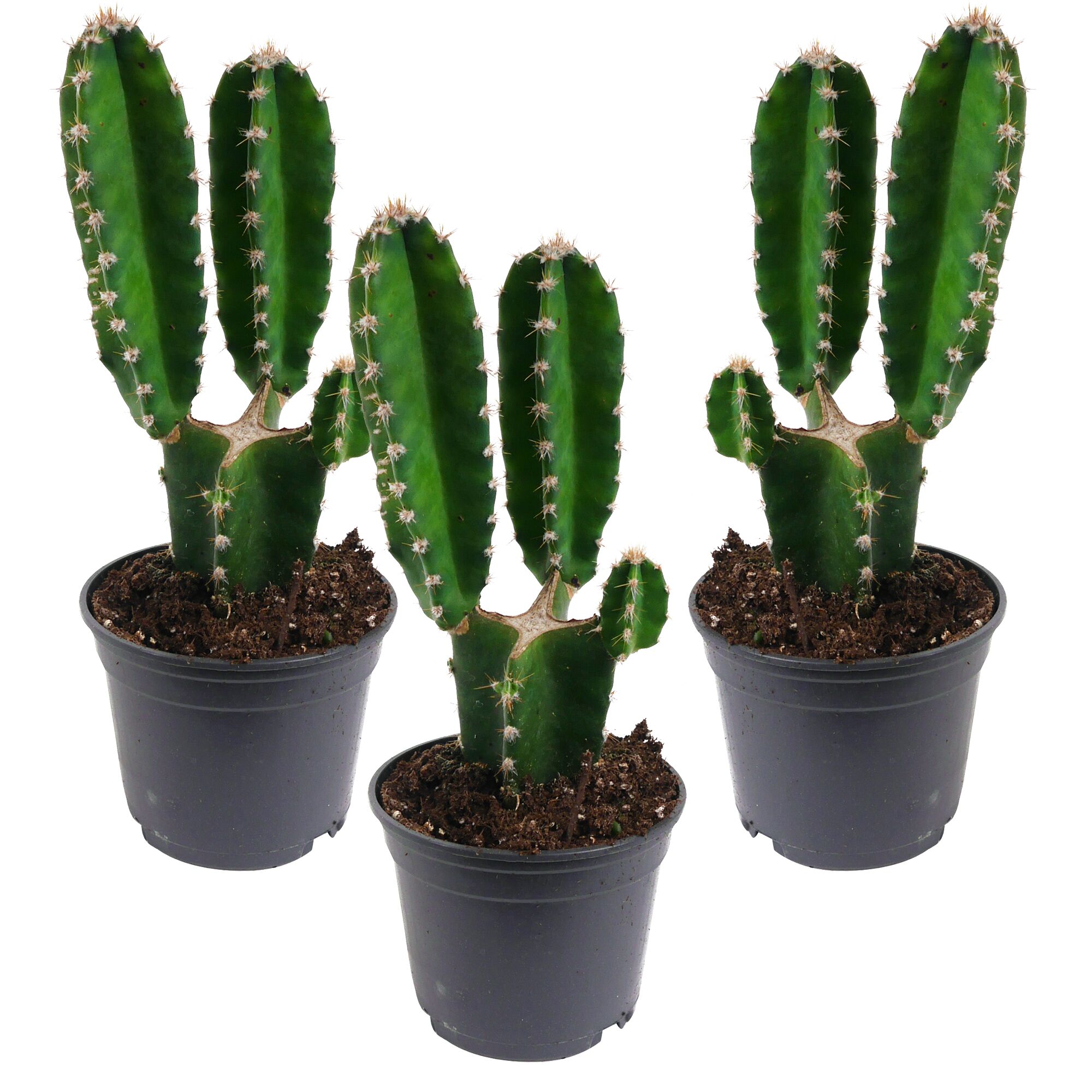 Drei Cereus Peruvianus Kakteen in schwarzen Töpfen