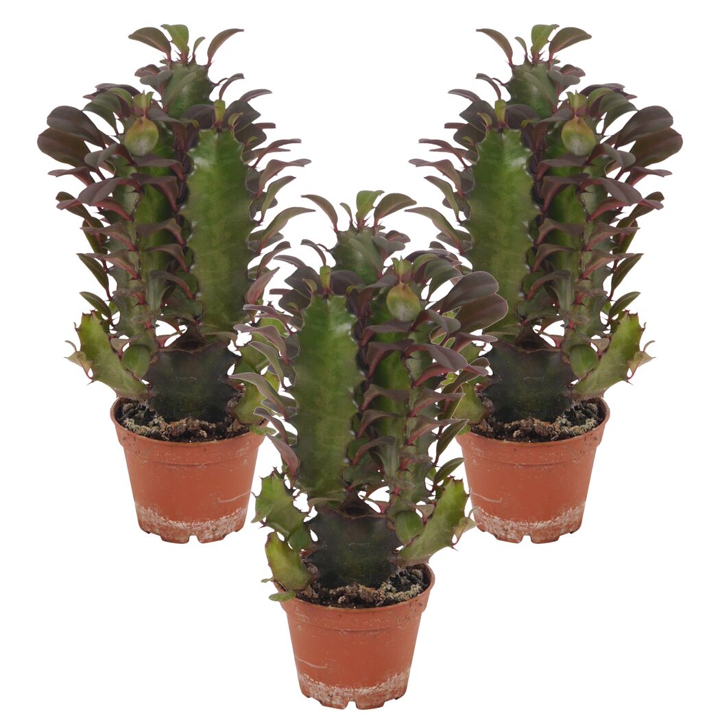 Drei Euphorbia trigona in Töpfen