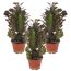 Drei Euphorbia trigona in Töpfen