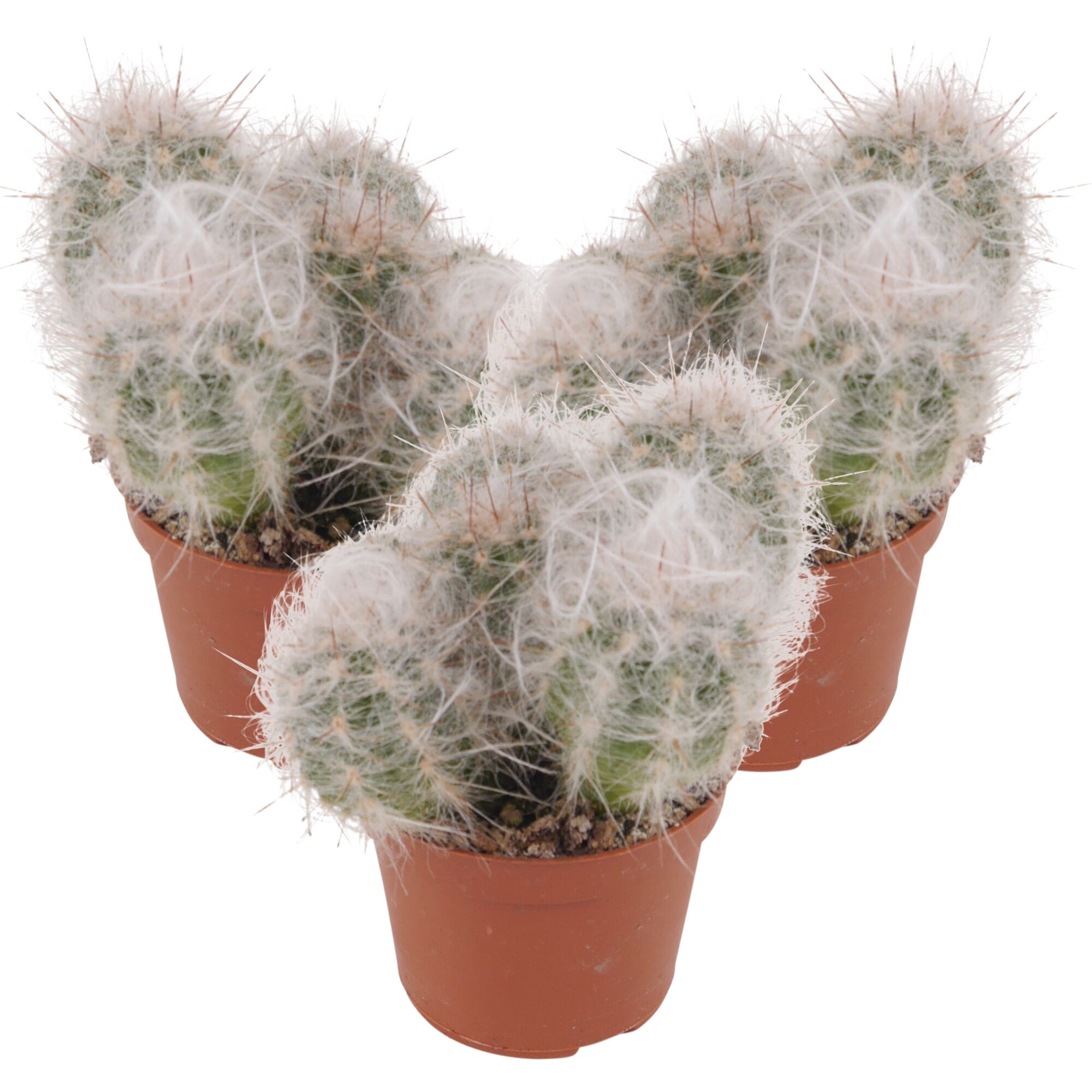 Drei kleine Kakteen mit weißen Haaren in braunen Töpfen