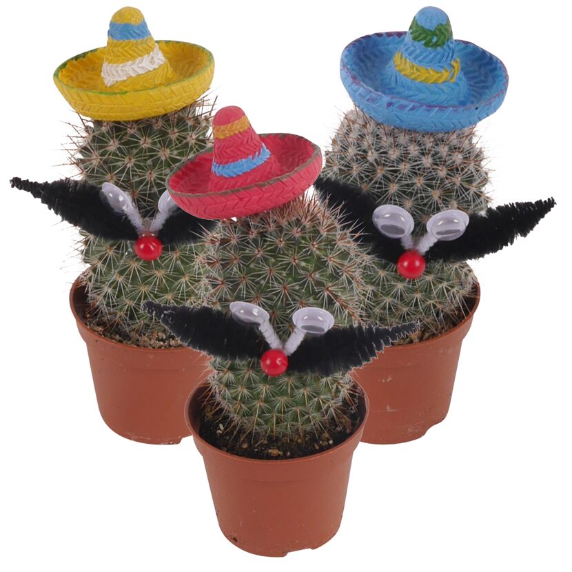 Drei Kakteen mit Sombreros, Augen und Schnurrbärten