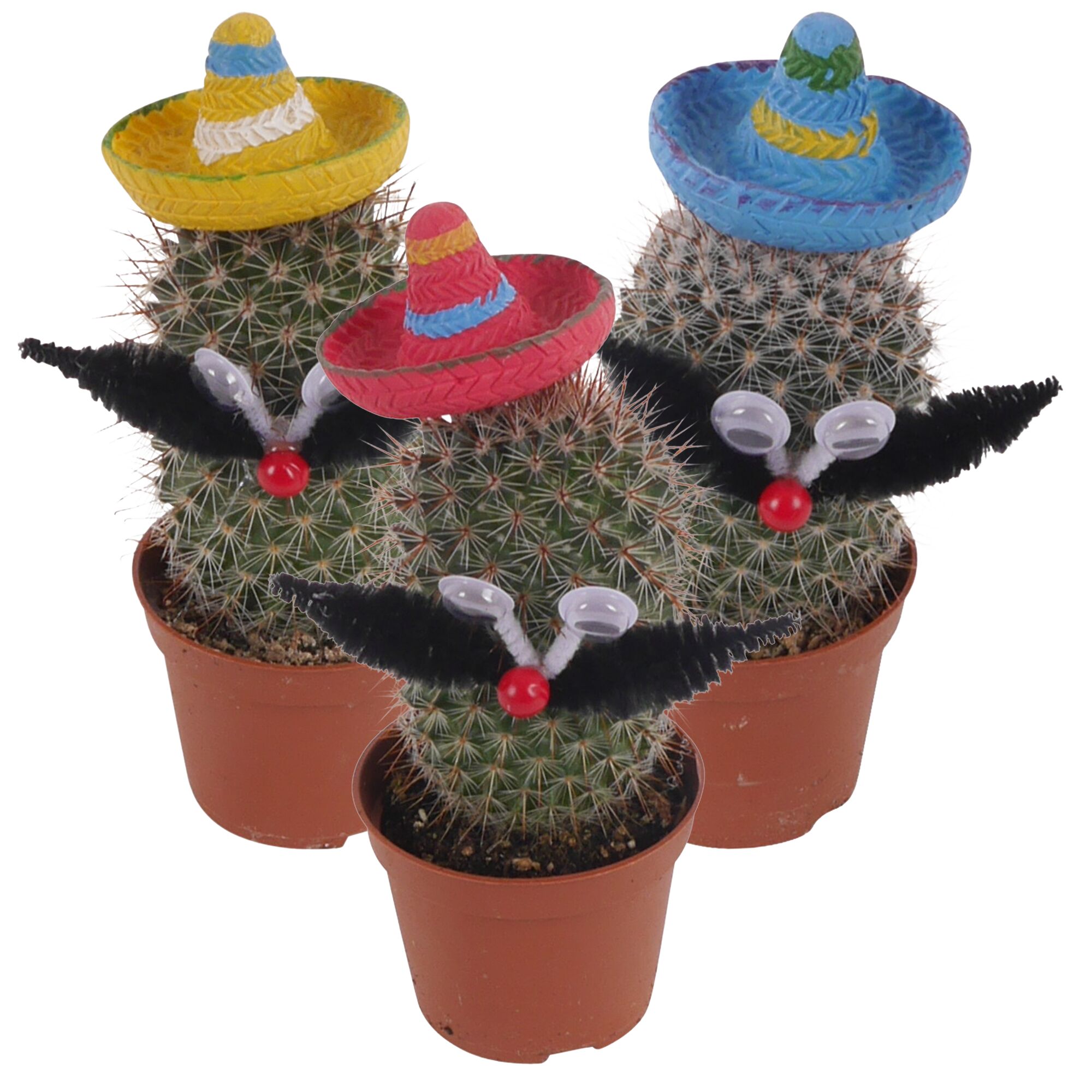 Drei Kakteen mit Sombreros, Augen und Schnurrbärten