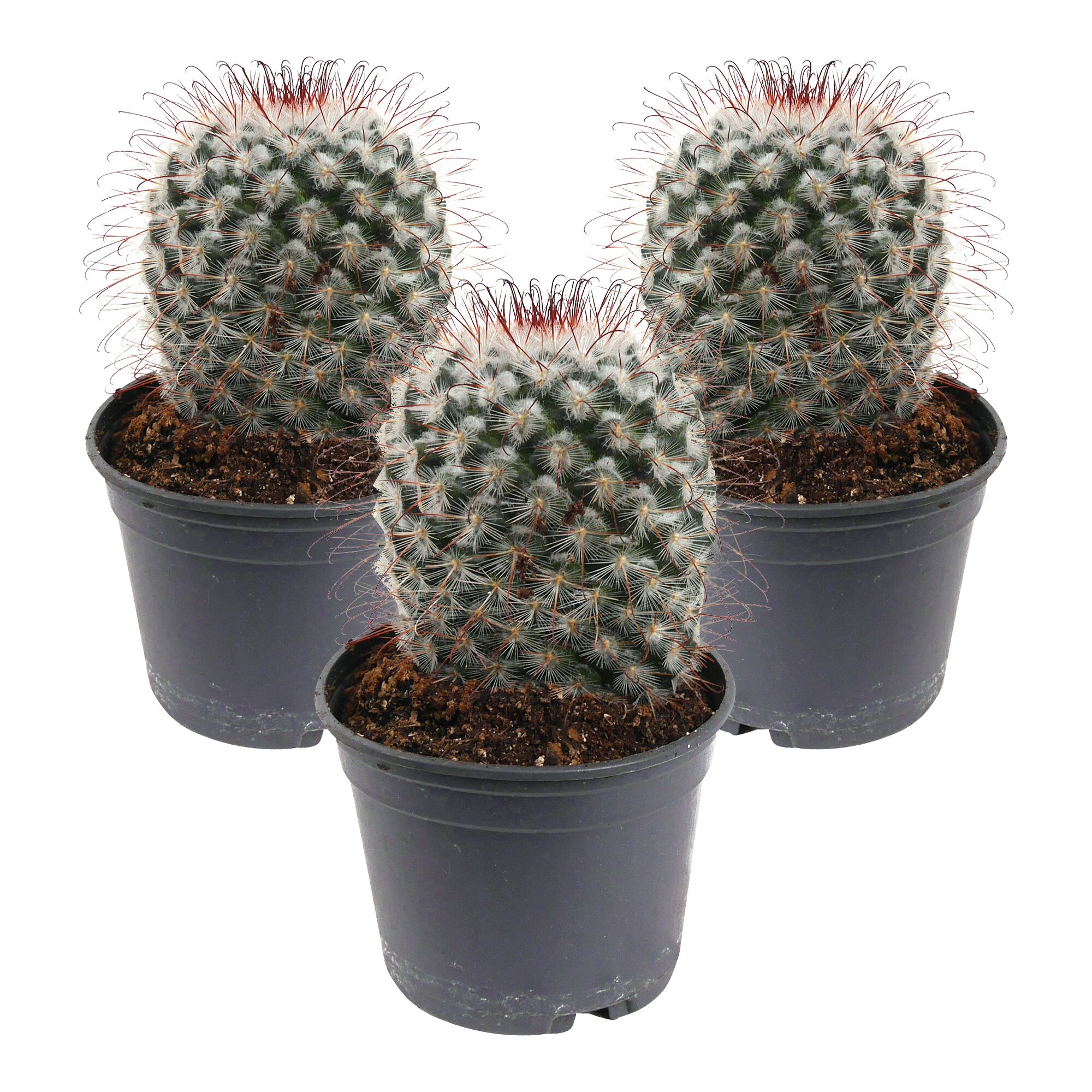 Drei Mammillarien in schwarzen Töpfen