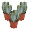 Drei Myrtillocactus geometrizans in braunen Töpfen.