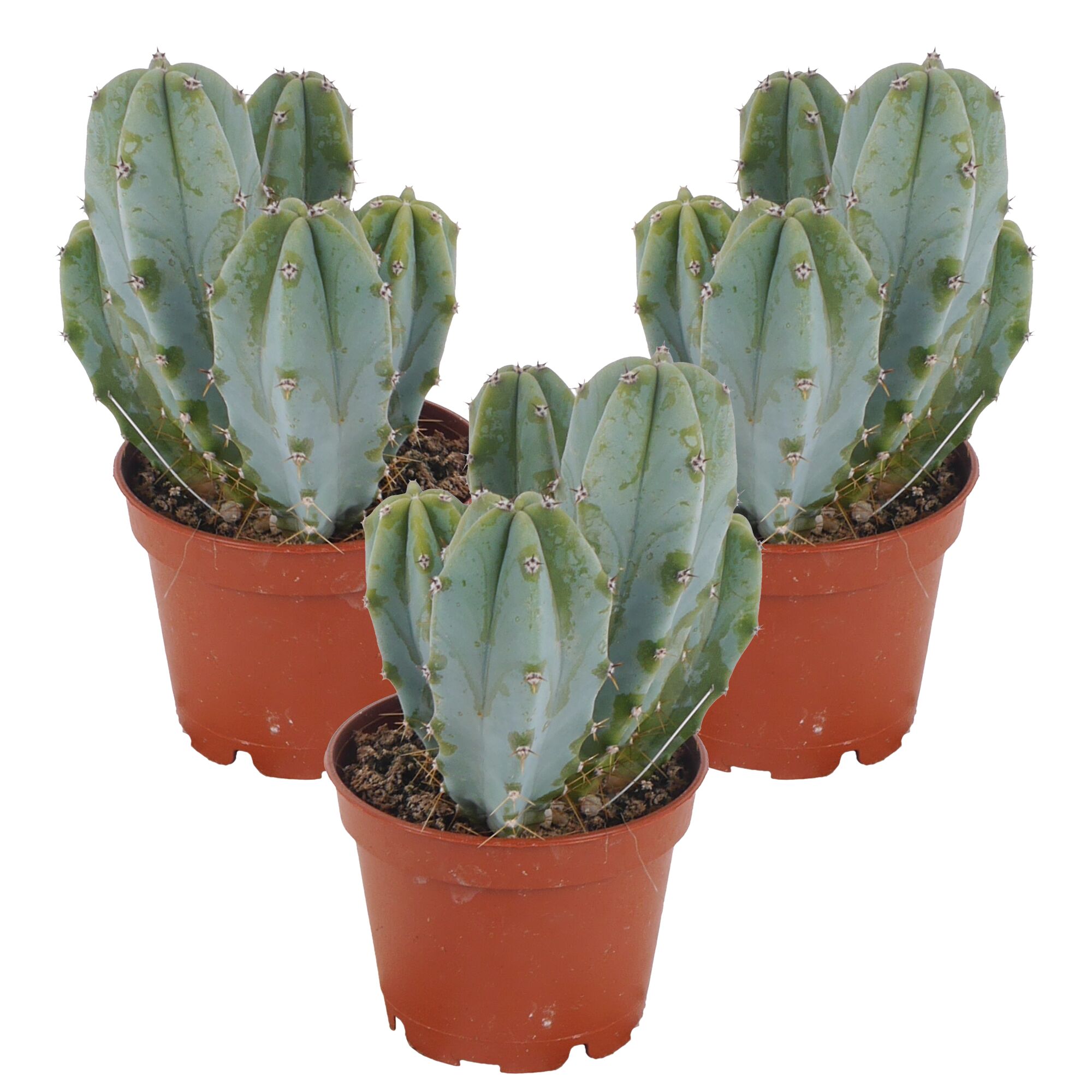 Drei Myrtillocactus geometrizans in braunen Töpfen.