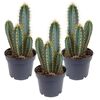 Drei Pilosocereus azureus Kakteen in schwarzen Töpfen