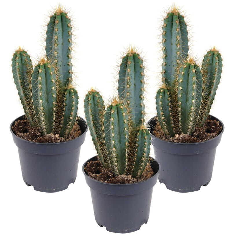 Drei Pilosocereus azureus Kakteen in schwarzen Töpfen