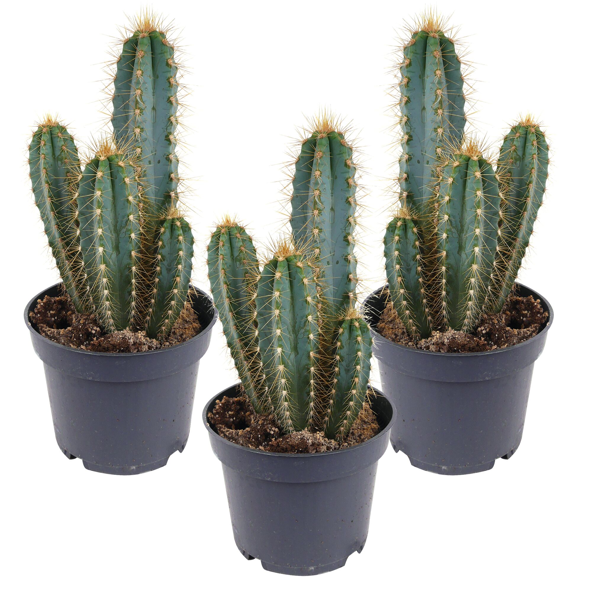 Drei Pilosocereus azureus Kakteen in schwarzen Töpfen