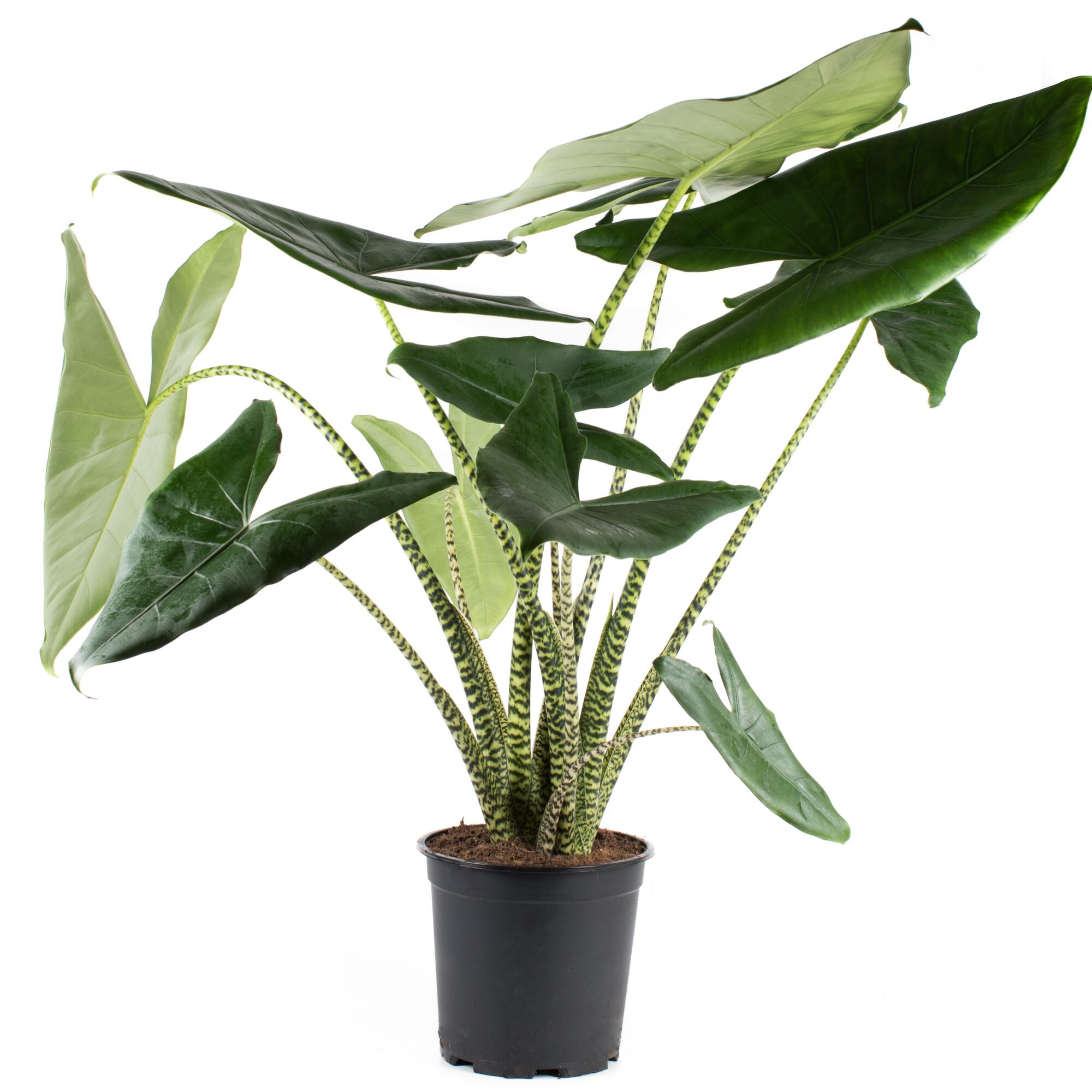 Alocasia Zebrina Pflanze in schwarzem Topf