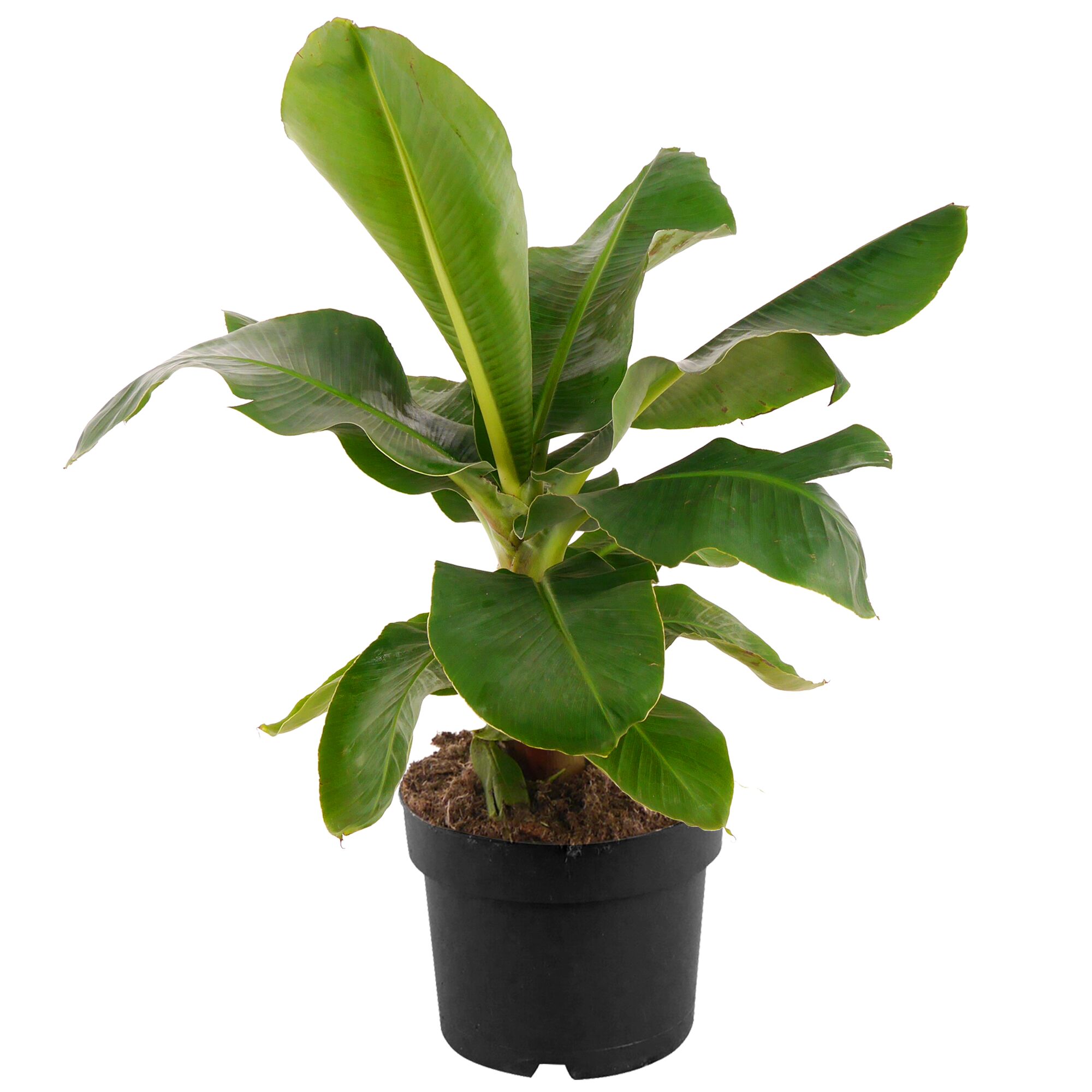 Musa Oriental Dwarf Banane in schwarzem Topf