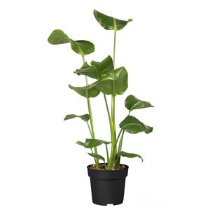 Strelitzie 90 cm hoch, 21 cm Topf