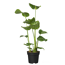 Strelitzie 90 cm hoch, 21 cm Topf