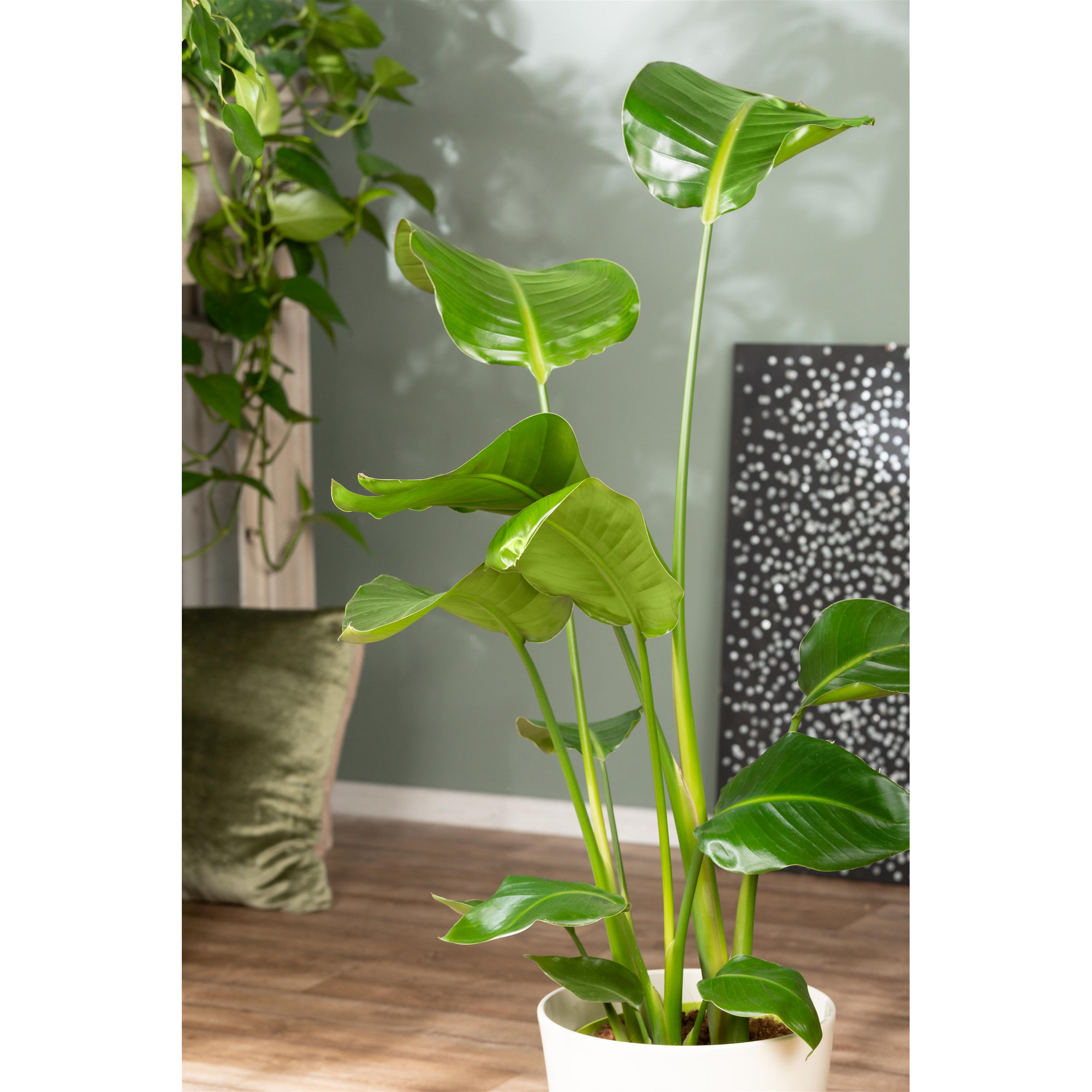Strelitzie 90 cm hoch, 21 cm Topf