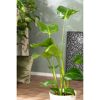 Strelitzie 90 cm hoch, 21 cm Topf