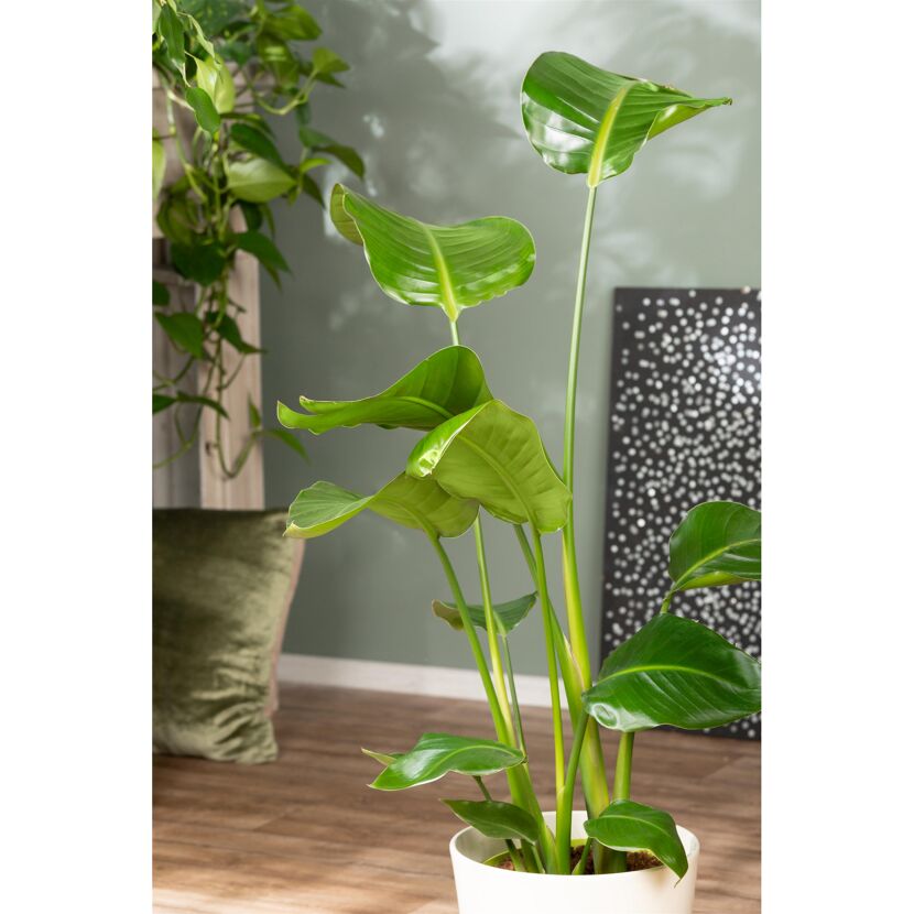 Strelitzie 90 cm hoch, 21 cm Topf