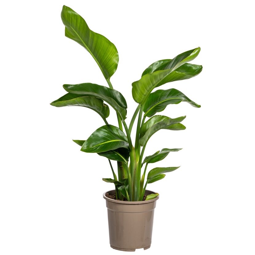 Strelitzie 90 cm hoch, 21 cm Topf