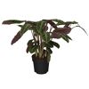 Calathea in einem schwarzen Topf