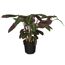 Calathea in einem schwarzen Topf