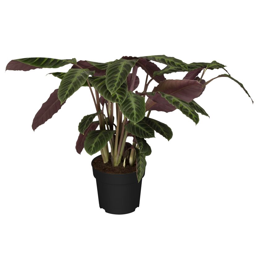 Calathea in einem schwarzen Topf