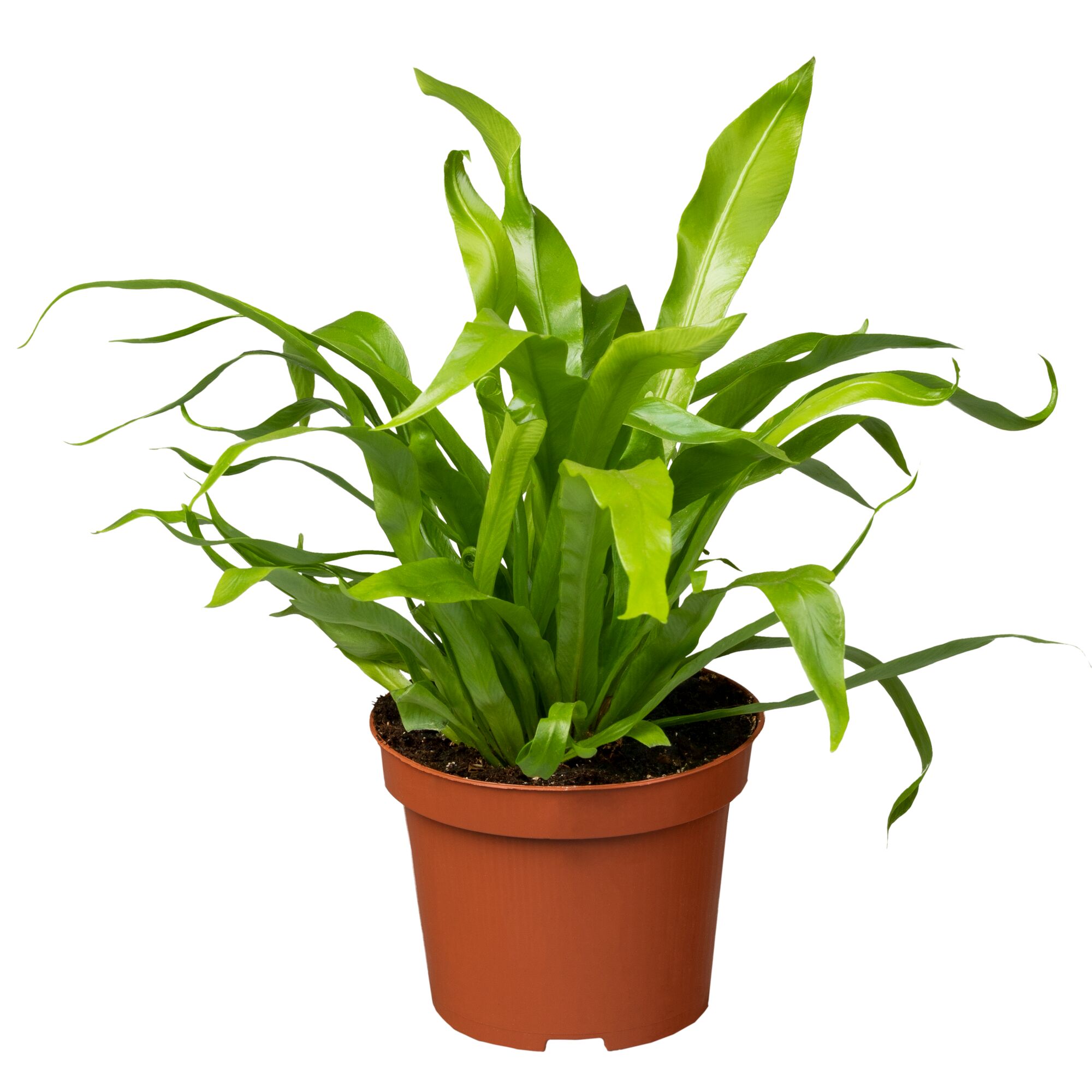 Nestfarn in braunem Topf