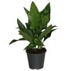Kolbenfaden Aglaonema Maria in schwarzem Topf