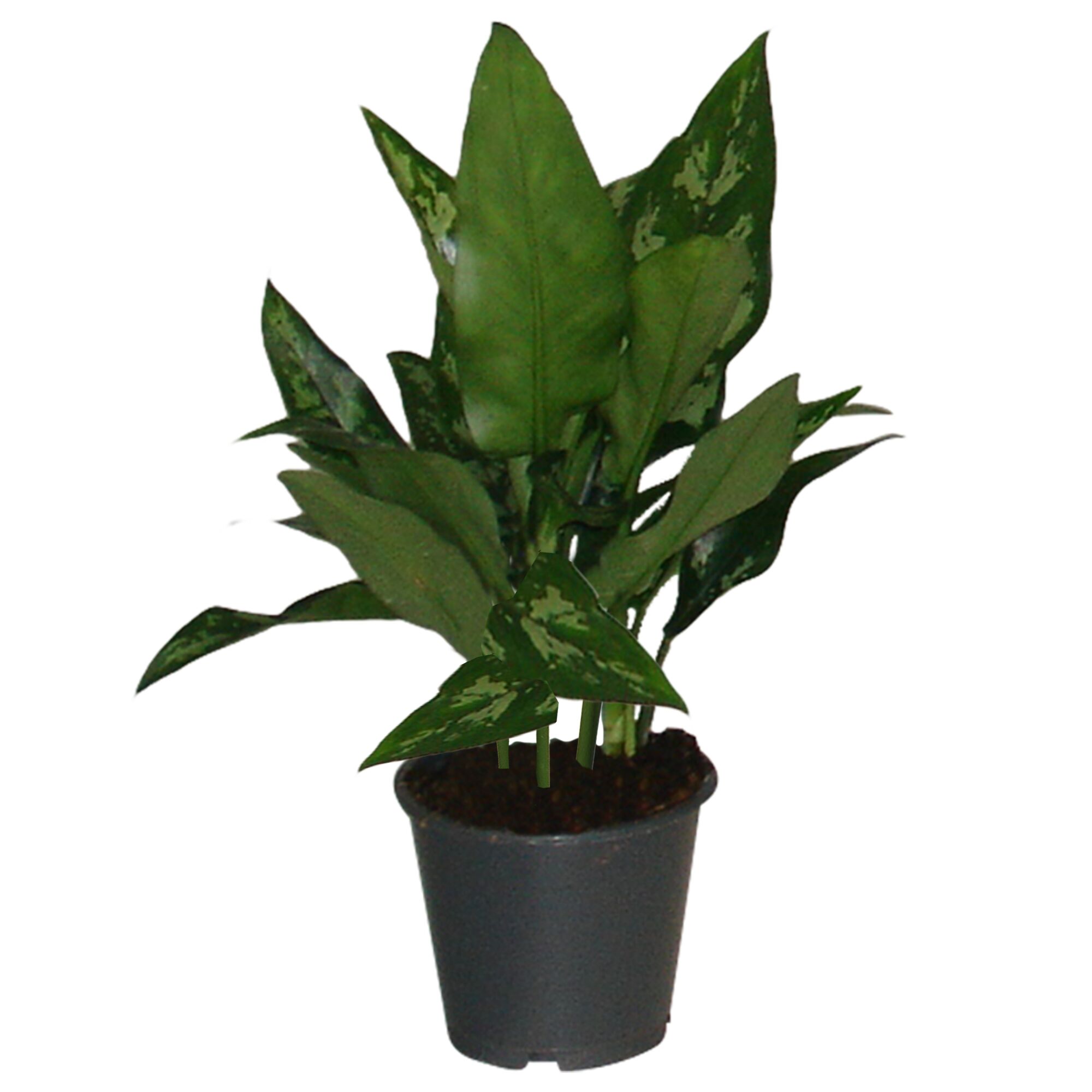 Kolbenfaden Aglaonema Maria in schwarzem Topf