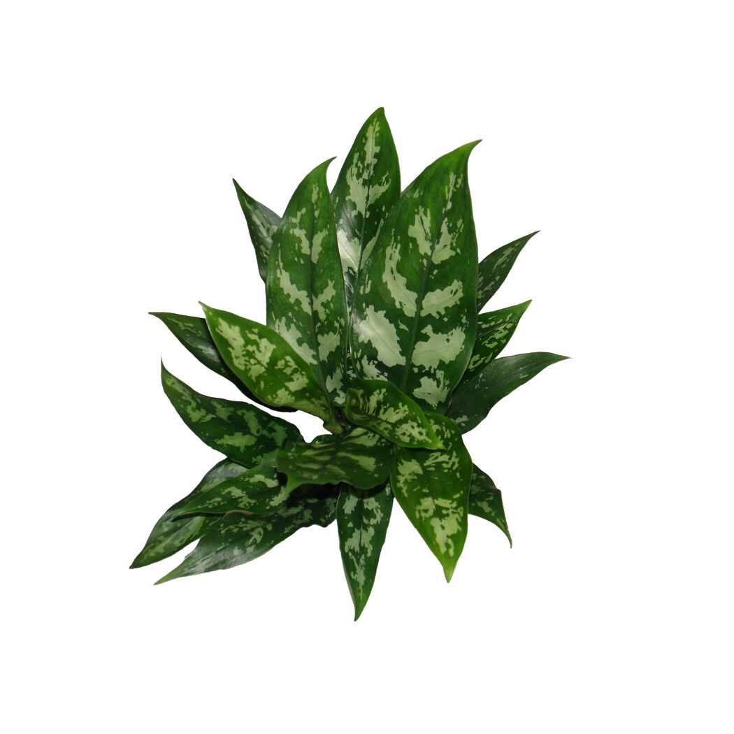 Kolbenfaden Aglaonema Maria