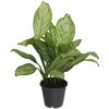 Grüne Pflanze Aglaonema Maria im Topf